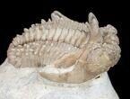 Bumpy Hoplolichoides Trilobite From Russia #11994-1